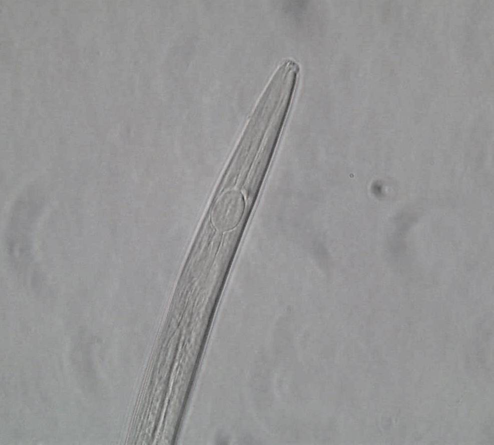 Jak płodozmian i badanie gleby pomagają w walce z nicieniami?