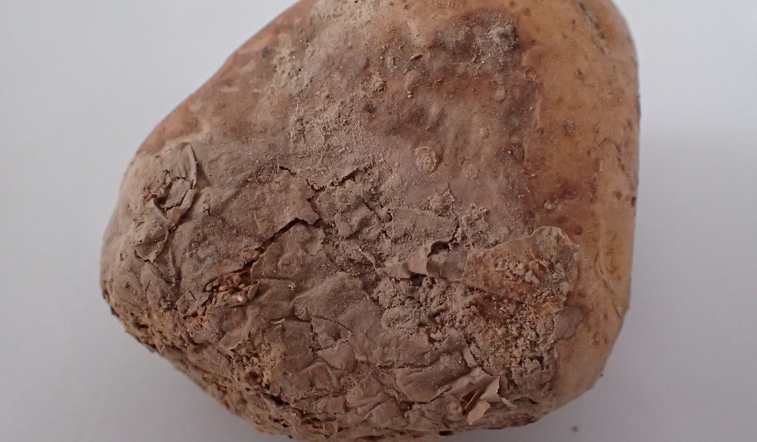 Uszkodzenie bulw ziemniaka spowodowane żerowaniem niszczyka ziemniaczaka