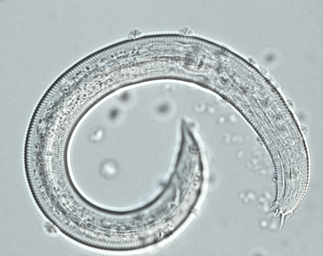 Nicienie w glebie – pożyteczne organizmy wspierające zdrowie gleby i rolnictwo zrównoważone