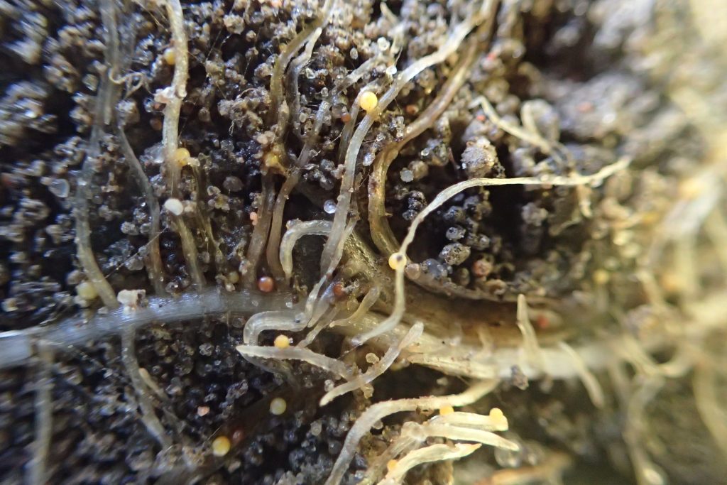 Mątwiki w uprawie - G.rostochiensis na korzeniu