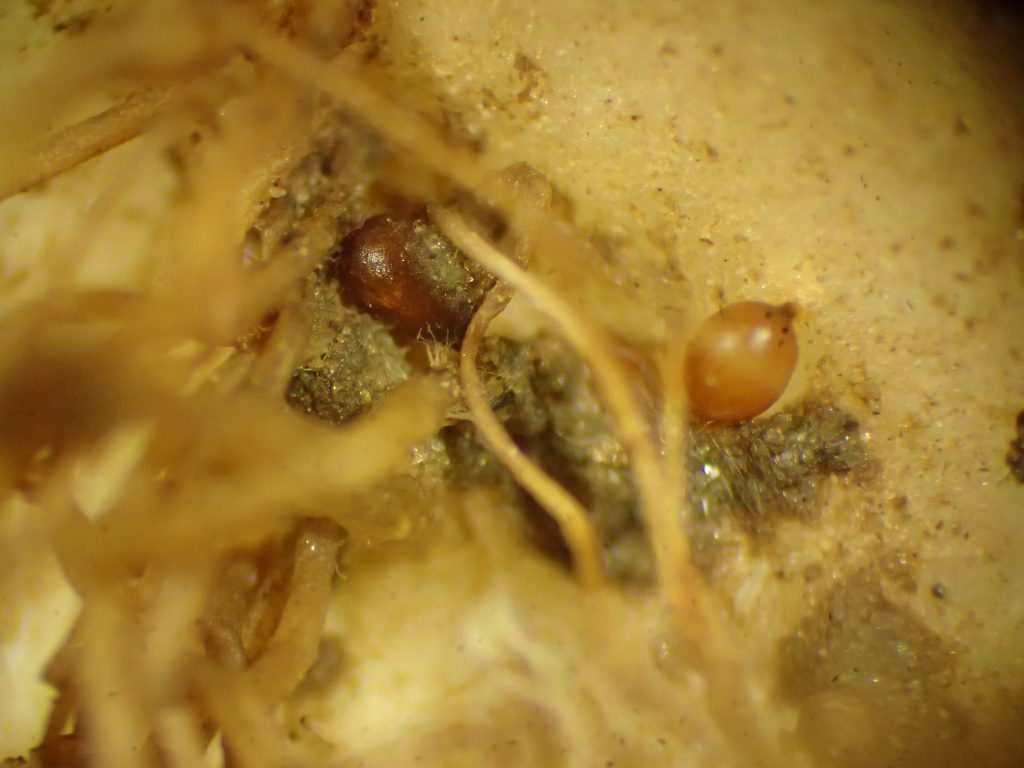 G.rostochiensis na korzeniu cysty H.schachtii