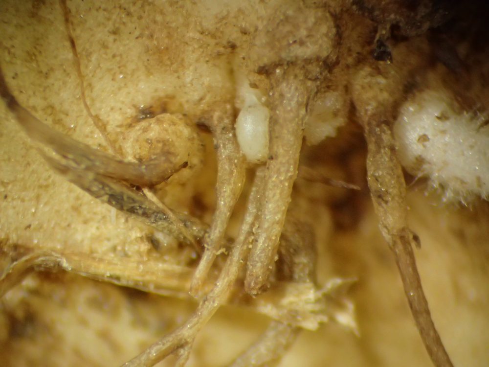 samica H.schachtii