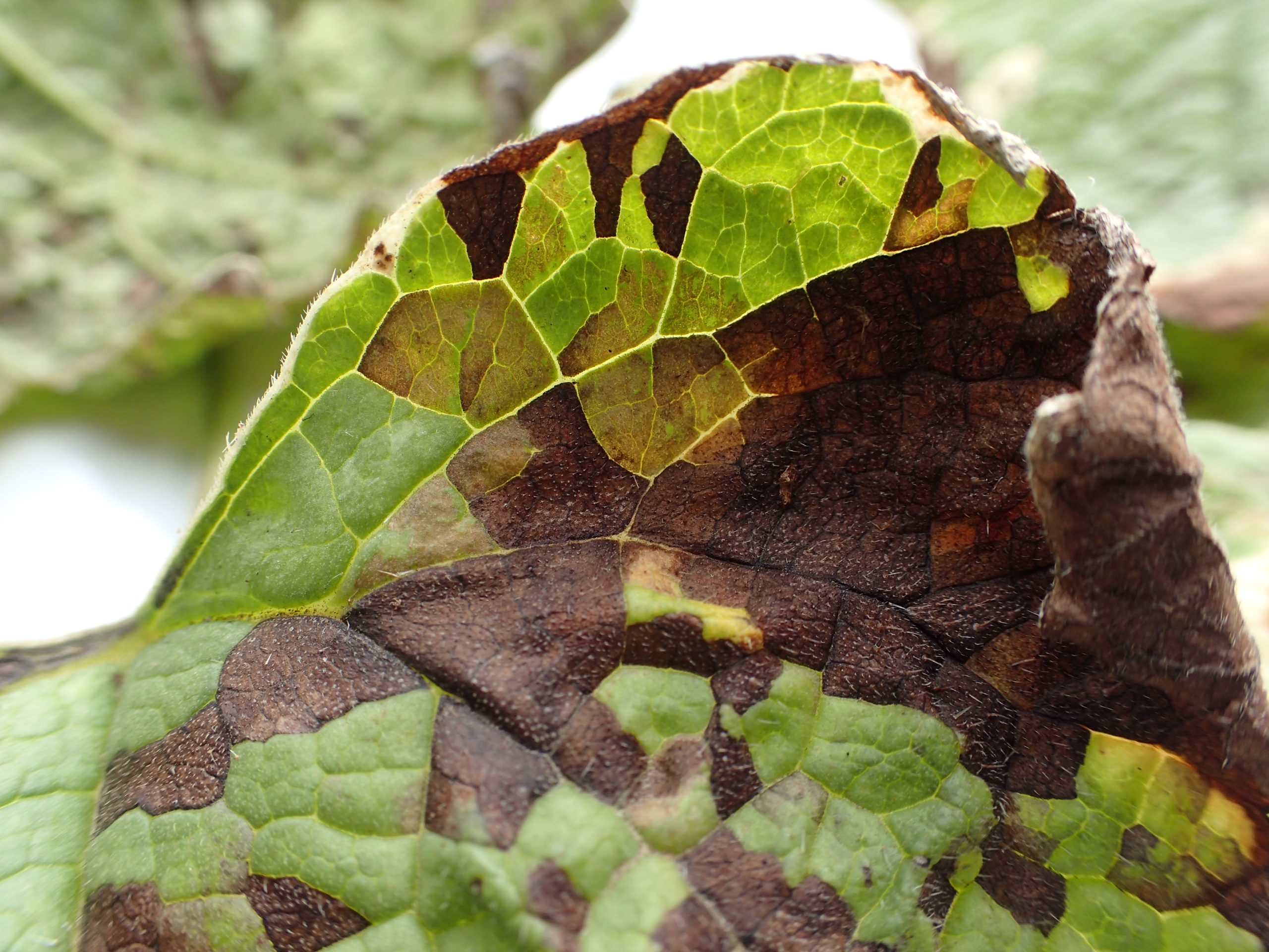 brunera-wegorek-chryzantem