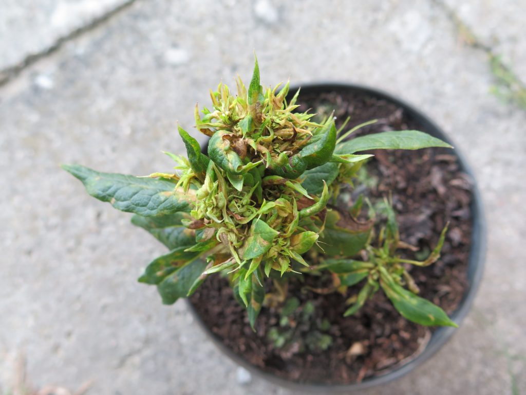 floks niszczyk zjadliwy